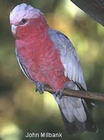Attached picture cockatoo (Copy).jpg